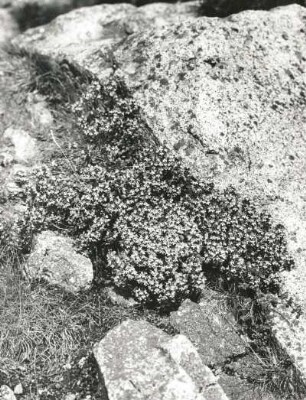 Lippenblütler (Labiaceae). Quendel, Sandthymian (Thymus serpyllum). Bestand auf Andesit. Gutin, Ostkarpaten