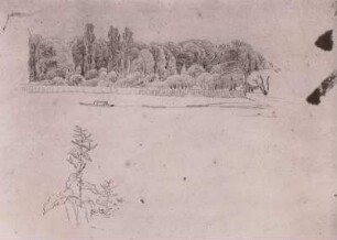Bewaldetes Ufer und Pflanzenstudie