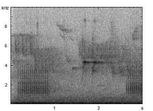 Kleinspecht | Dendrocopos minor - Trommeln