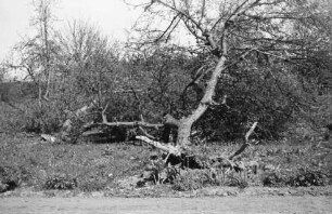 Kneeden: entwurzelte Bäume: dahinter Büsche