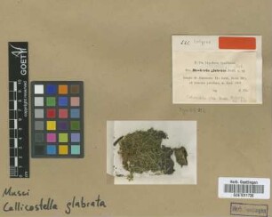 Callicostella glabrata Broth. [isotype]