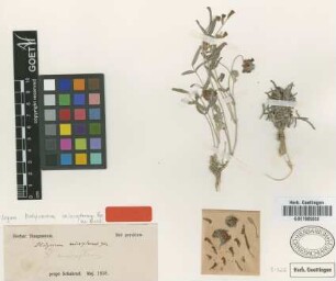 Hedysarum micropterum Bunge ex Boiss. [type]