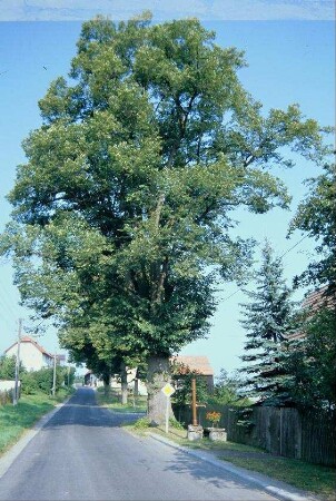 mächtige Dorflinde direkt an der Durchgangsstraße, davor Brunnen