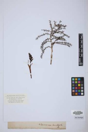 Chamaerops humilis L.