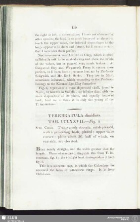 Terebratula dimidiata. Tab. CCLXXVII. --- Fig. 5