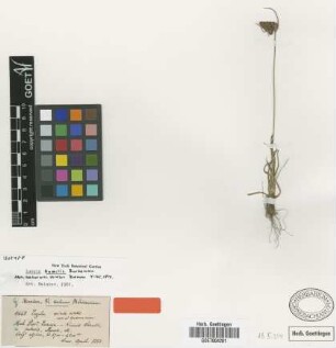 Luzula humilis Buchenau [isotype]