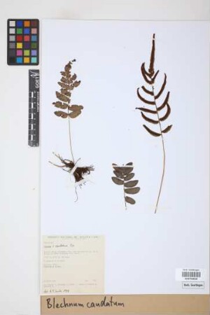 Blechnum caudatum Cav.