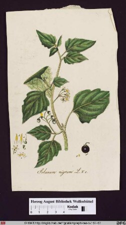 Solanum nigrum (Schwarzer Nachtschatten) mit Blättern, Frucht, Fruchtknoten, Staubgefäßen, Stempel und Blüte im Detail.