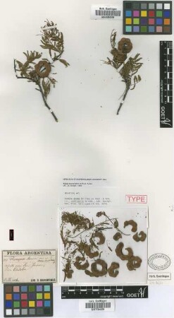 Acacia aroma Gillies ex Hook. & Arn. var. Griseb. cochlearis[holotype]