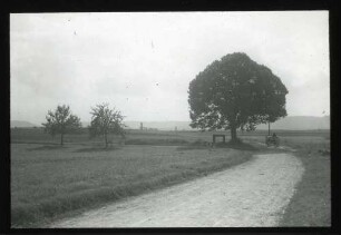 Linde am Kreuzweg