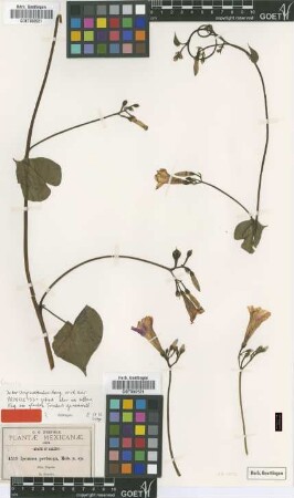 Ipomoea perlonga B.L.Rob. [type]