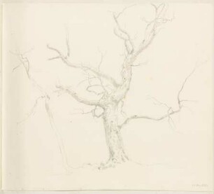 Kahler Baum