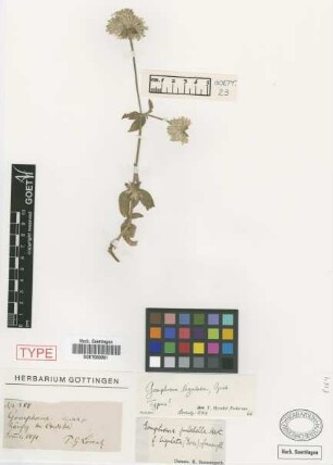 Gomphrena pulchella Mart. f. (Griseb.) Suess. ligulata[type]
