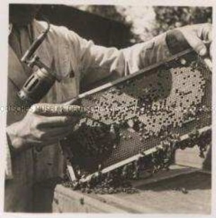 Bienenzucht