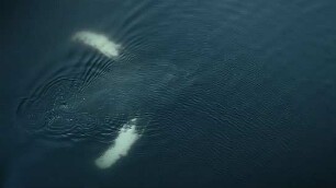 The Whale & the Raven