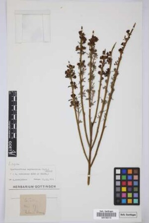 Spartocytisus supranubius L.f.
