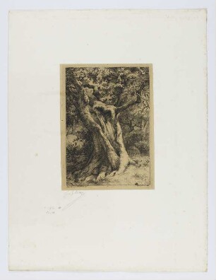 Buchenstamm von Fontainebleau, Blatt 1 der Folge "Landschaften, nach der Natur radiert"