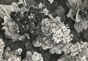 Pantoffelblumen (Calceolaria L.) als Exponat der "Frühjahrsblumenschau", in der Stadthalle in Dresden