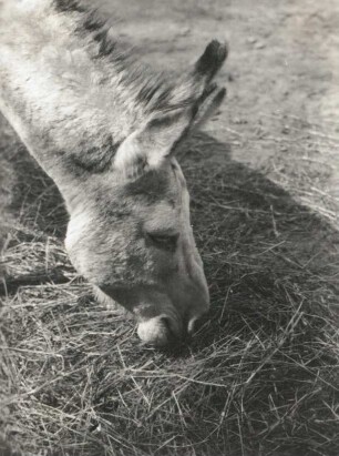 Hausesel (Equus asinus asinus) im Zoologischen Garten Dresden