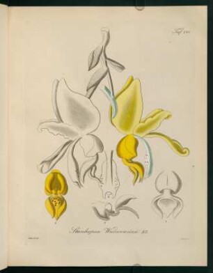 125r-125v, Stanhopea Warscewiczii