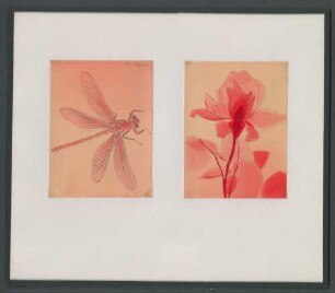 Zeichnung: Libelle und Blüte