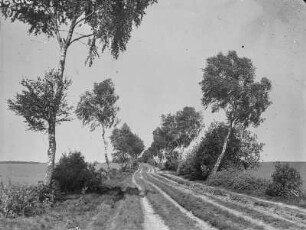 Herbststurm in der Heide : Lüneburger Heide. Birkenweg