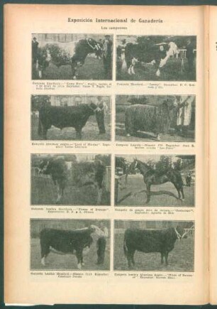 Exposición Internacional de Ganadería : Los campeones