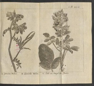 A. Gemeine Wicken B. Spanische Wicken C. Laub 3. Th. pag. 31