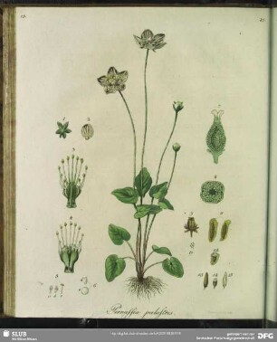 Parnassia Palustris. Tabula XIII.