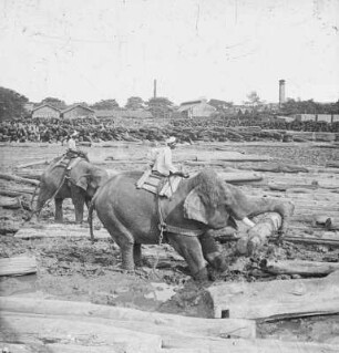 Rangun (Burma). Arbeitselefanten beim Stämmerücken in einem Holzlager (Sägewerk?)