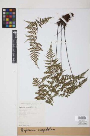 Asplenium cuspidatum Lam.