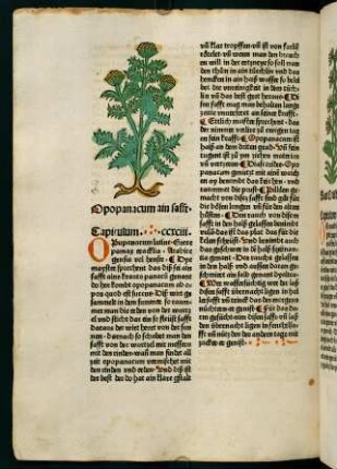 155v, Opopanacum ain safft (293. Kapitel)