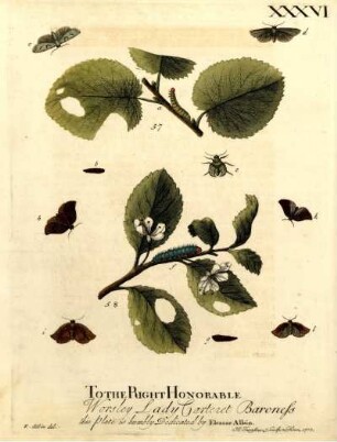 XXXVI.