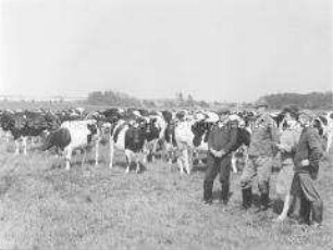 Auf der Rinderweide der LPG Sietow (Kr. Röbel)
