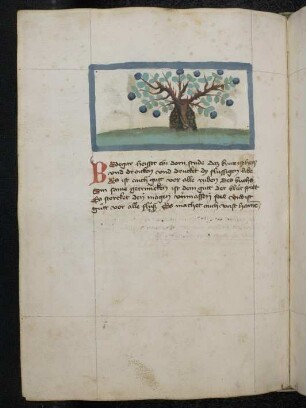 Dorn-Strauch: Bedegar (Prunus spinosa / Rosaceae = Schlehdorn)