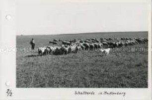 Schafherde in Mecklenburg