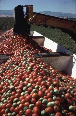 Fotografie: Gartenbautechnik-Freiland, Erntetechnik, Tomate
