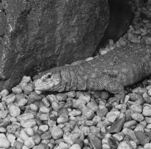Waran, wahrscheinlich im Dresdener Zoo