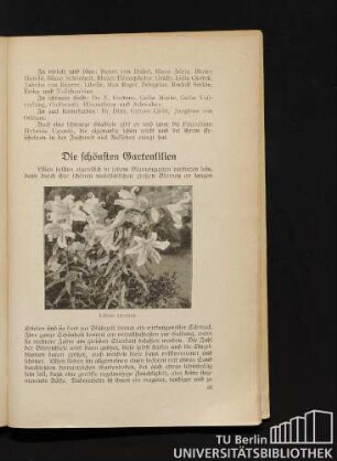 Die schönsten Gartenlilien