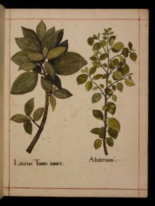 Laurus Tinus iunior, Alaternus