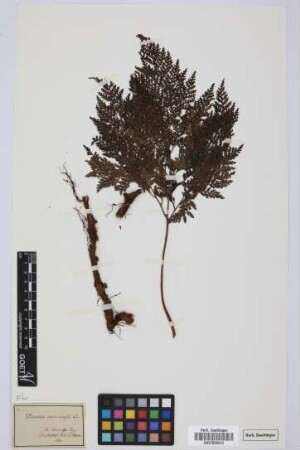 Davallia canariensis (L.) Sm.