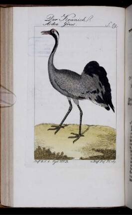 Der Kranich. S.89.