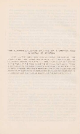 Iban camphor-collectors splitting up a Camphor Tree in search of crystals