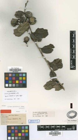 Solanum gundlachii Urb. [isolectotype]