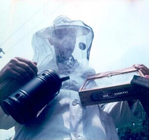 Oberursel, Friedrich-von-Frisch-Weg 2. Institut für Bienenkunde. Um Bienen bearbeiten zu können, werden sie beim Öffnen der Kästen mit Rauch besänftigt