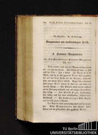 VI. Classe, II. Ordnung. Bergamotten mit sanftbrüchigem Fleisch.