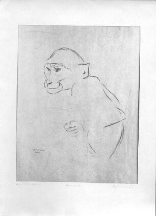 Sitzendes Äffchen (Naturstudie). Kohlezeichnung (wohl nach 1945; E. Richter). Dresden-Striesen, Borsbergstraße, Atelier der Künstlerin