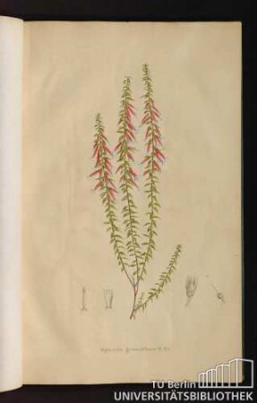 [Tab. 34.] Epacris grandiflora R. Br.