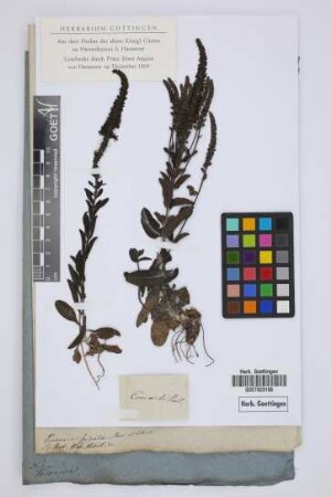 Veronica spicata Roem. et Schult.