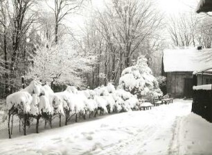 Buchenwald und Waldhaus im Neuschnee